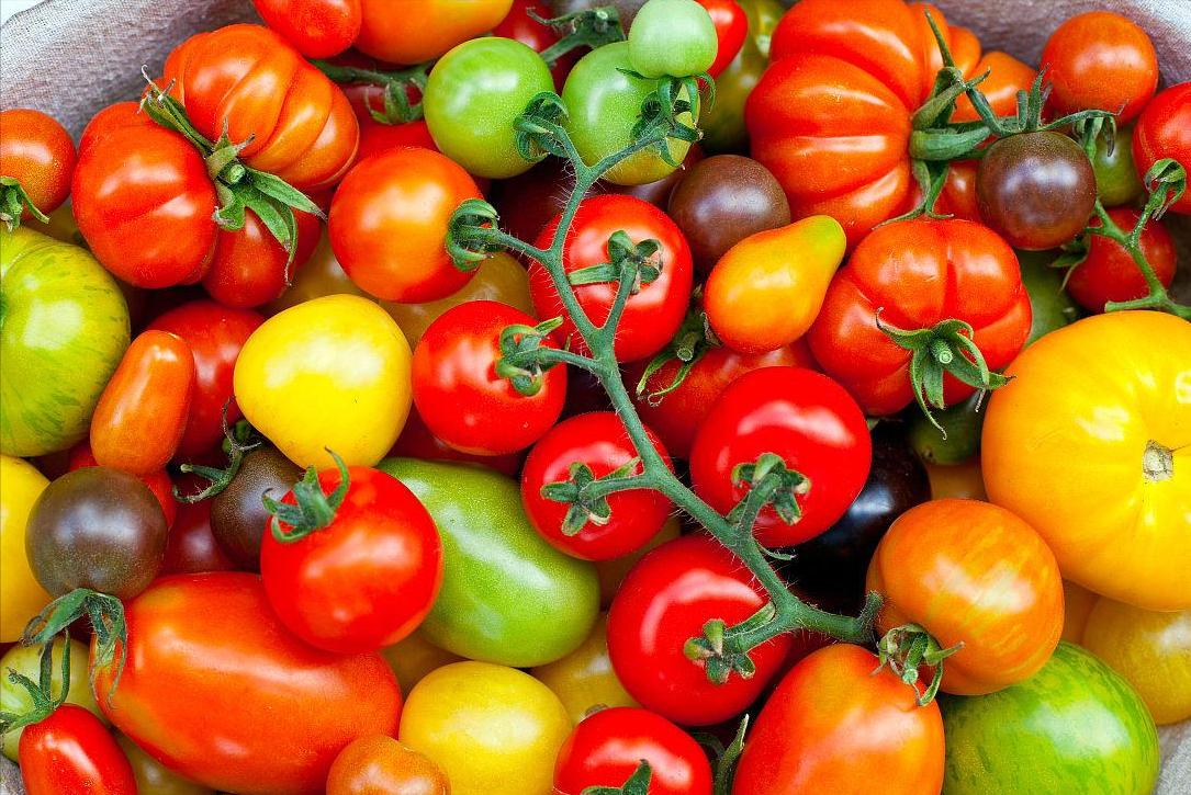 番茄叶片边缘焦枯卷曲,番茄叶子卷曲皱缩怎么处理