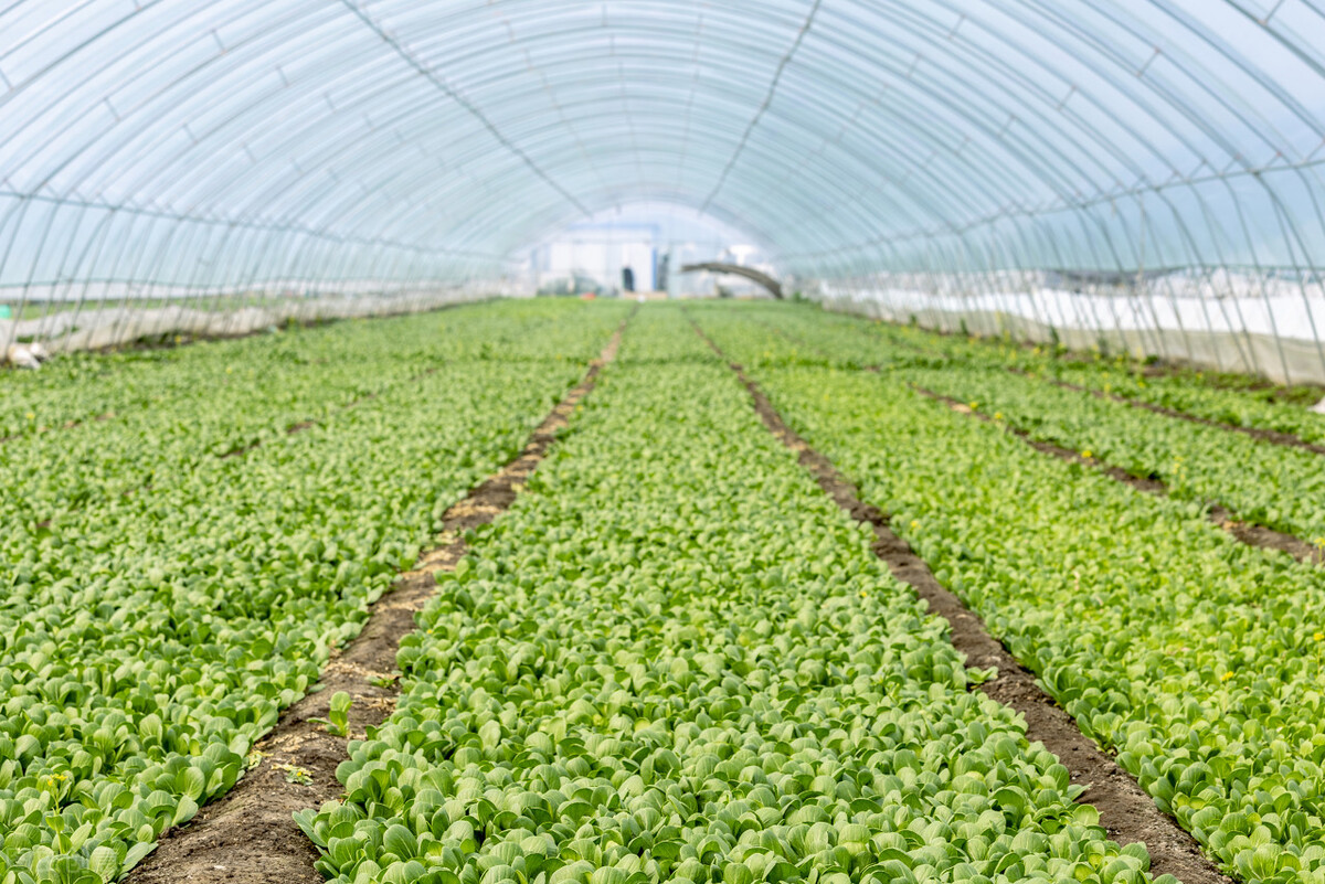 农村乡镇项目,适合农村乡镇做的生意项目