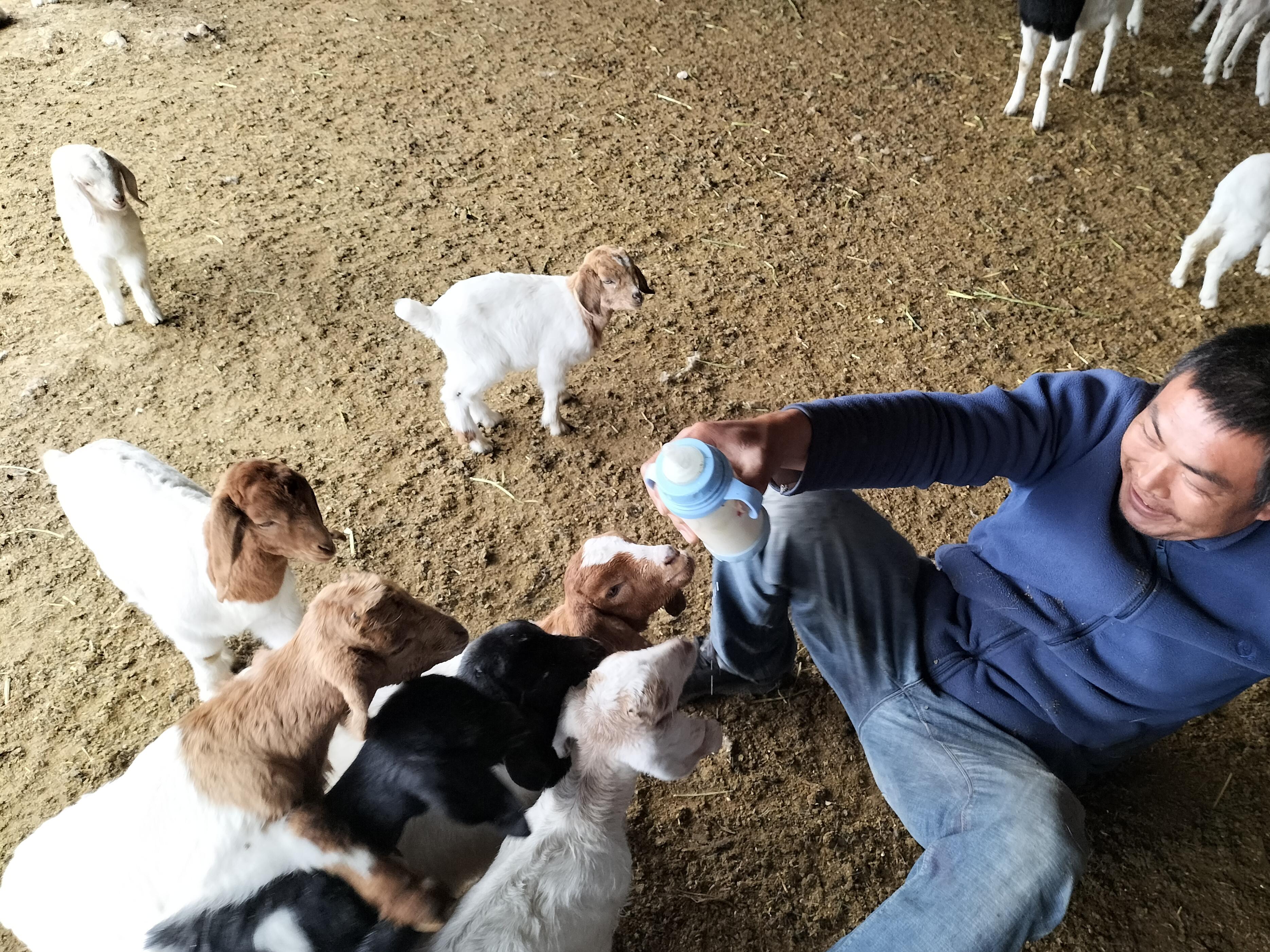 小羊羔一次喂多少毫升奶粉,初生小羊羔一天喂多少克奶粉