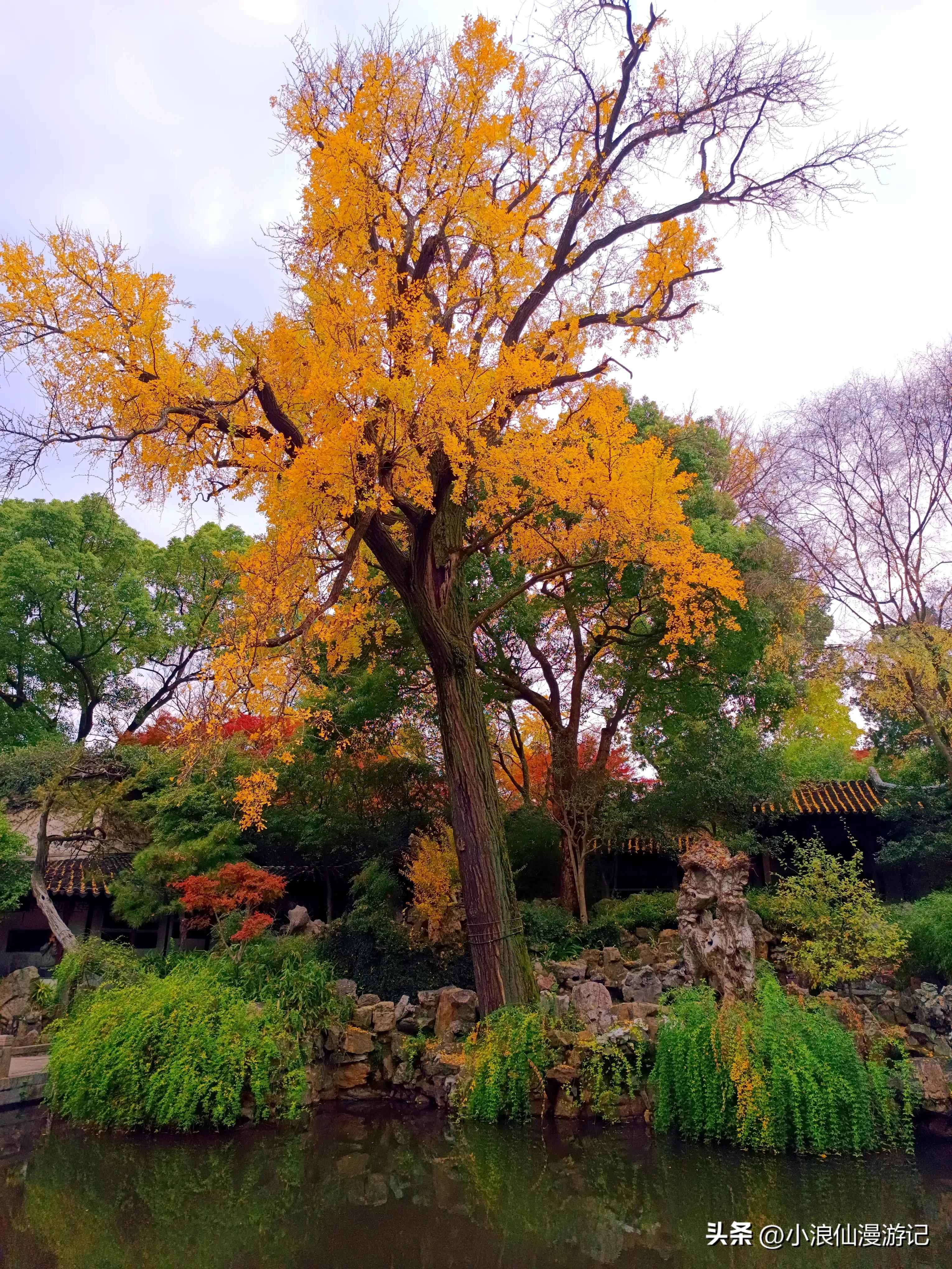 苏州园林拙政园银杏,苏州千年银杏和百年银杏