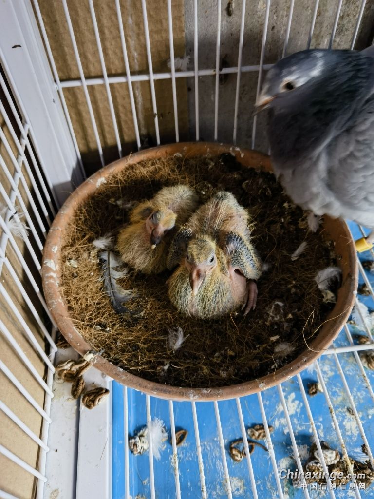 骞奸附澶у皬涓嶄竴,骞奸附鍑哄３澶у皬涓嶄竴