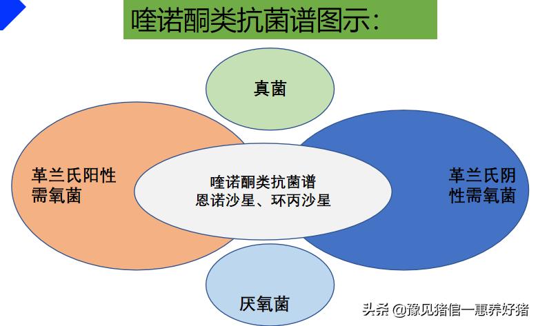 兽医微生物图谱,兽医药理基础知识