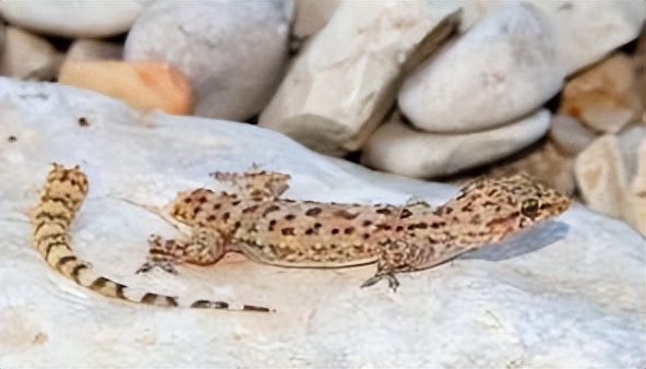 农村家里经常出现蝎子蜈蚣好不好,农村院子里的蝎子的克星