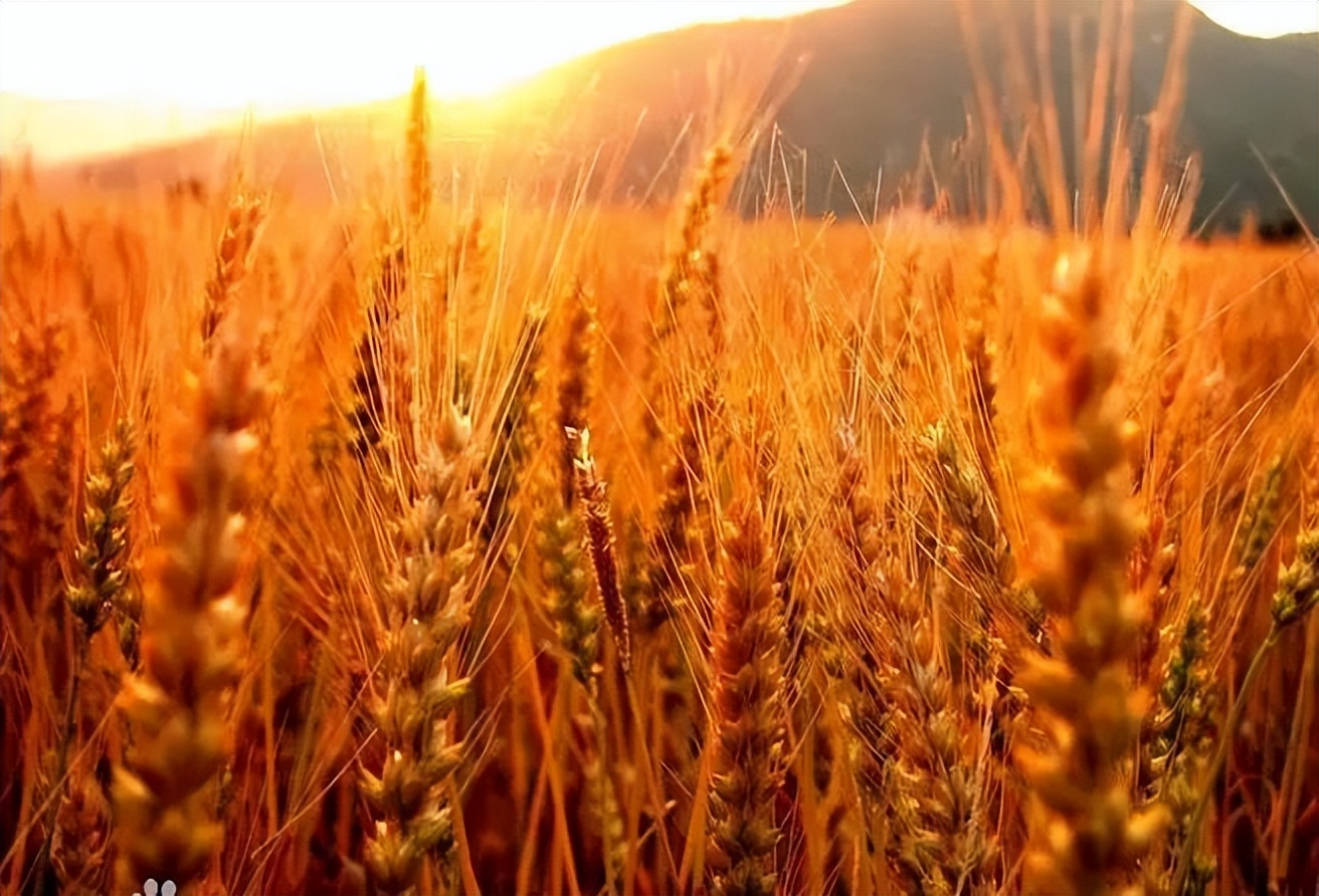 植物识别小口诀，总结的太全了！