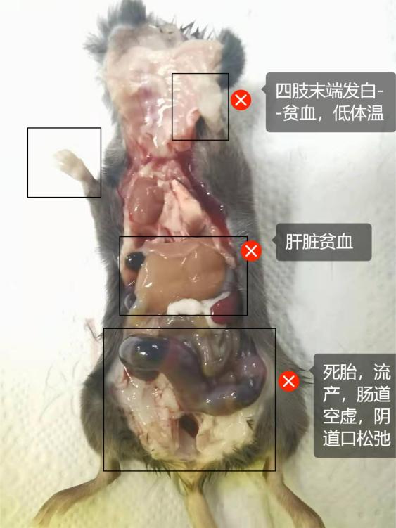 小鼠急救方法,小鼠突然没有活力怎么办