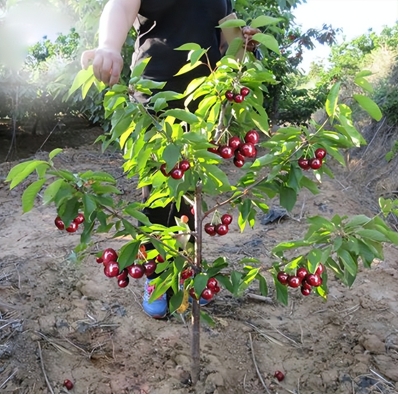 盆栽樱桃需要注意什么,盆栽樱桃的管理方法