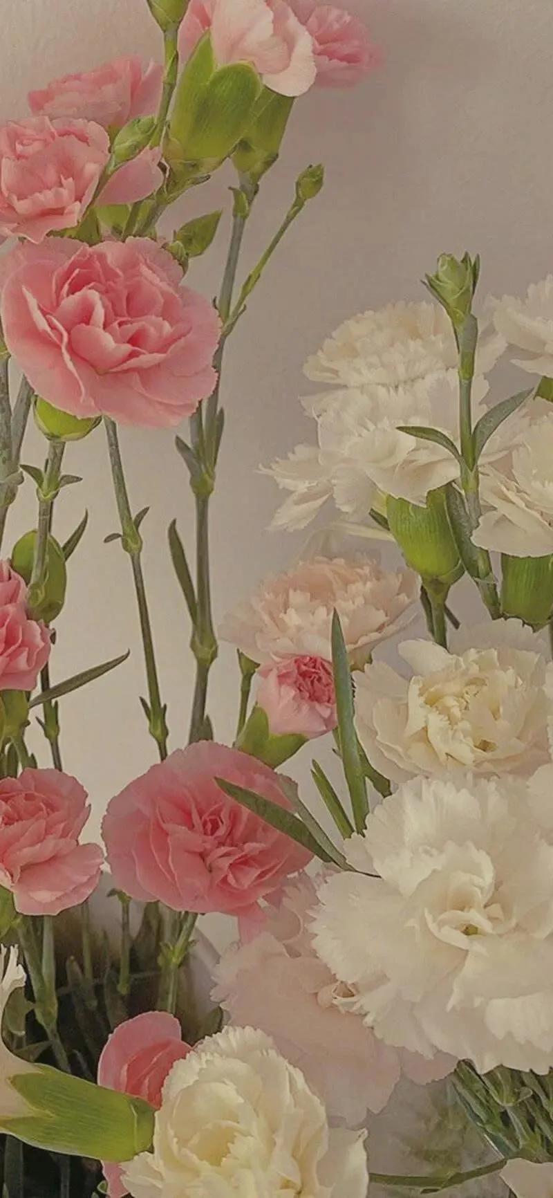 康乃馨花束壁纸,康乃馨壁纸手机超清全面屏