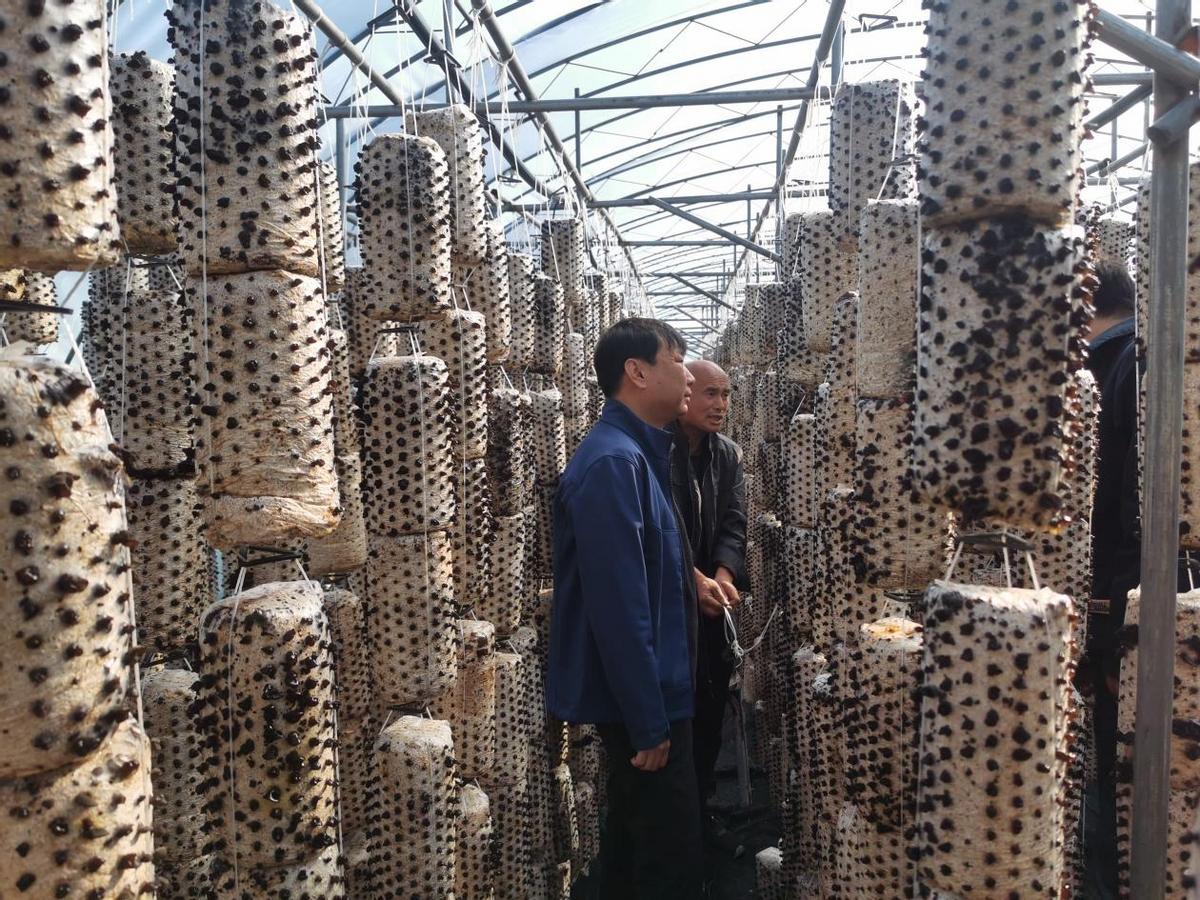 二道河种植木耳,黑木耳开出致富花