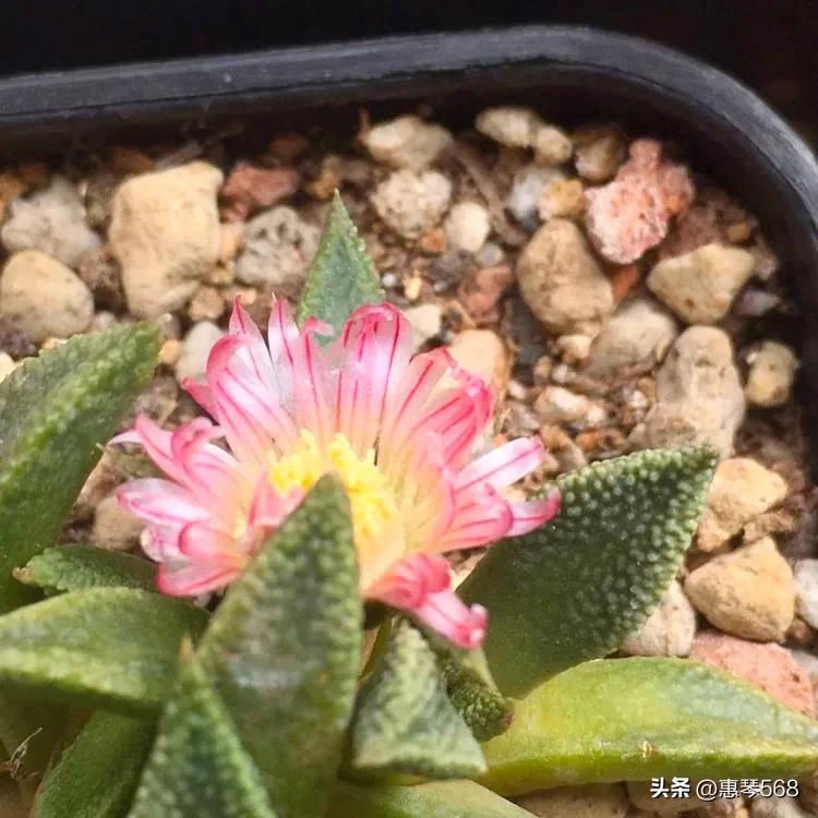 最近仙人球图片,走进仙人球分享一点仙人球小知识