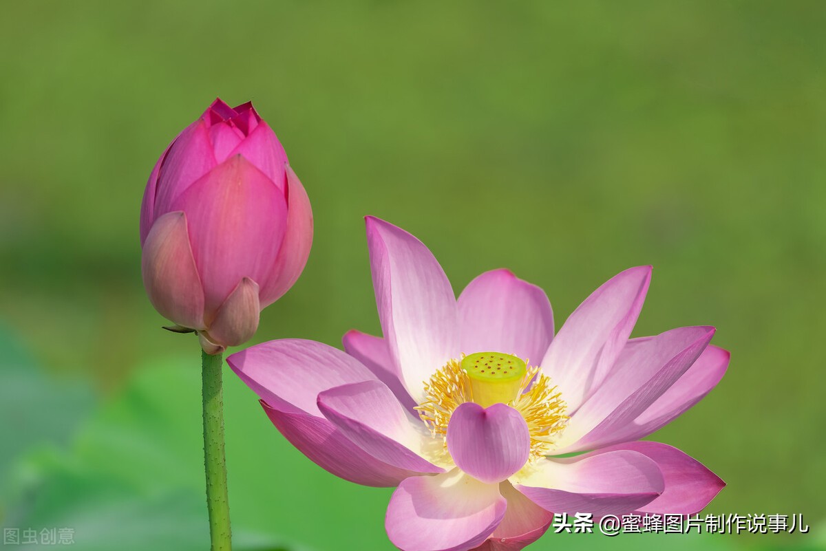 出淤泥而不染濯清涟而不妖深意,出淤泥而不染濯清涟而不妖相似词