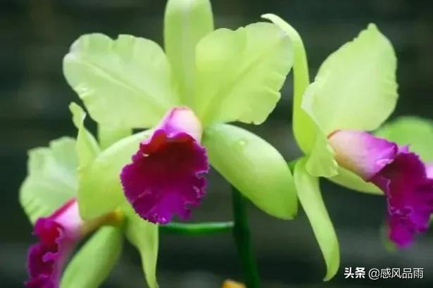 九十九朵美丽的国花送给你