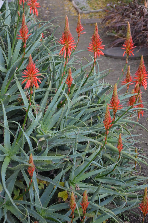 喜欢养花的人更养人,喜欢养花的能不能养猫