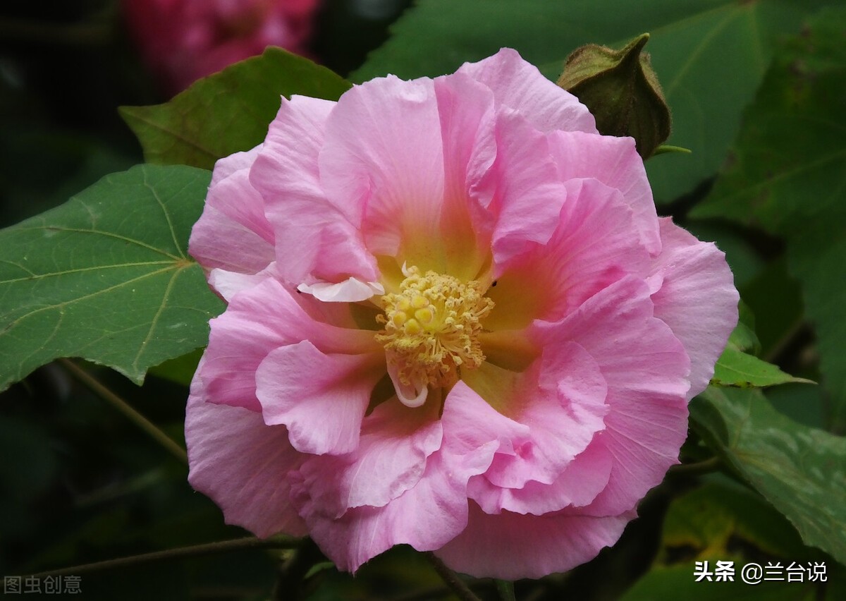 湖南省的省花和长沙市的市花,芙蓉花是长沙市市花吗