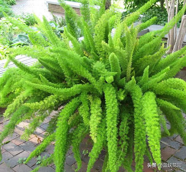 狐尾天门冬顶端黄叶是什么原因,狐尾天门冬黄叶掉落还可以救活吗