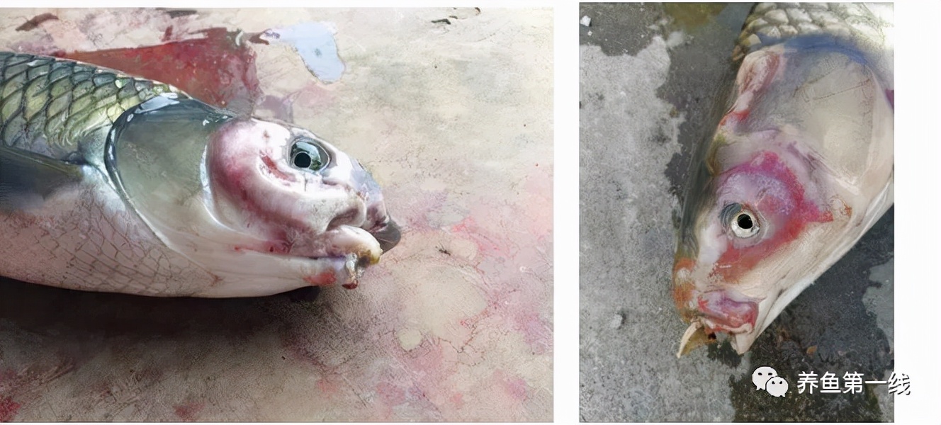 鱼类红嘴烂身——新型鱼瘟：溃疡性红嘴烂身病与诊治,附视频