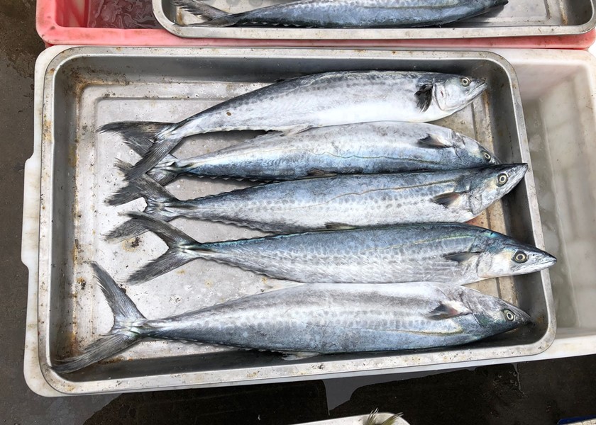 人工养殖鱼哪种鱼能放心吃,市场上的鱼哪些人工不能养殖