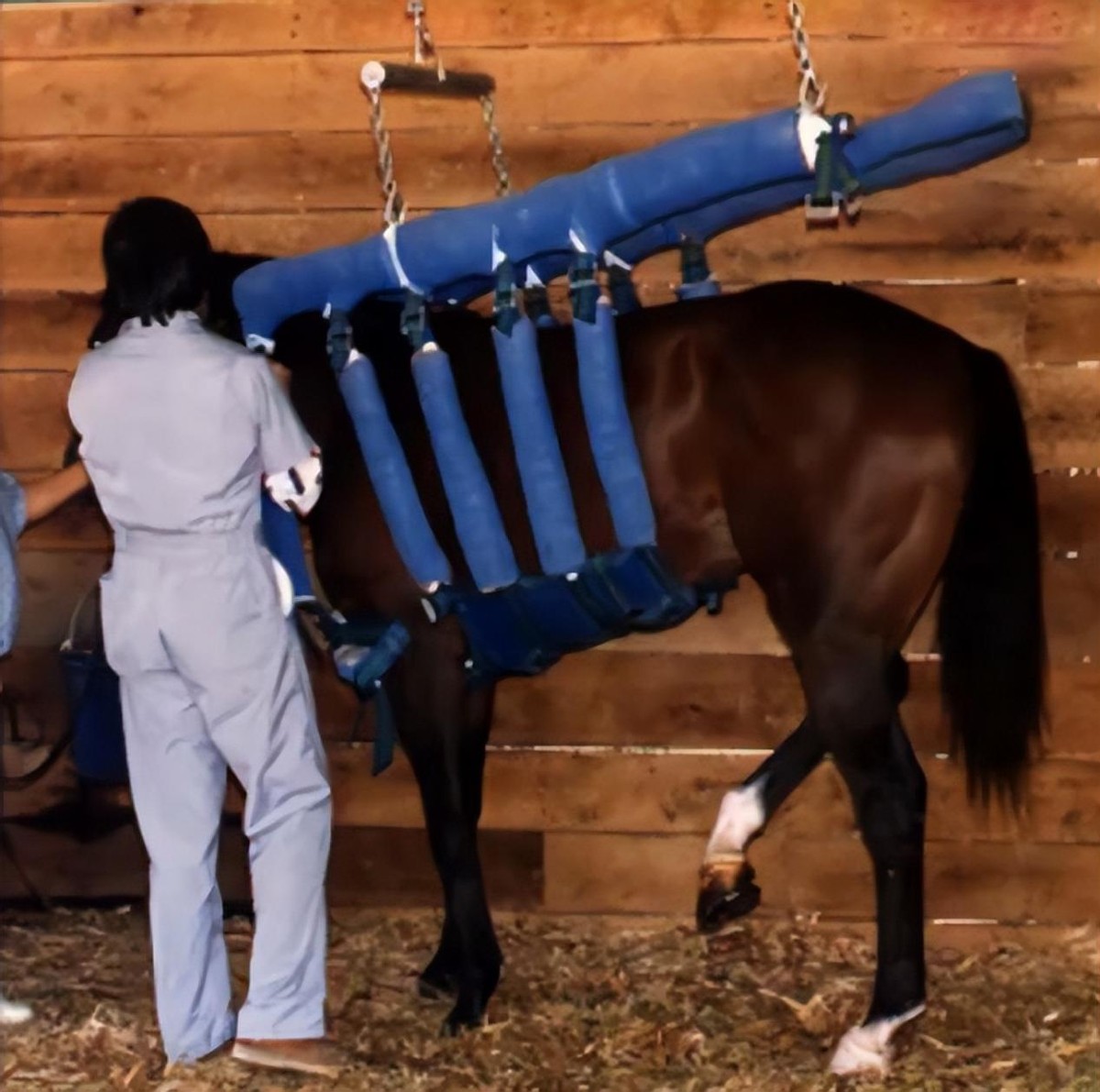 奥运会马术运动员摔死亡,奥运会马术比赛选手丧生