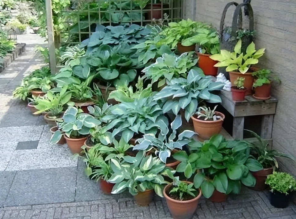 十大适合懒人种植的花,适合家庭种植的观赏花