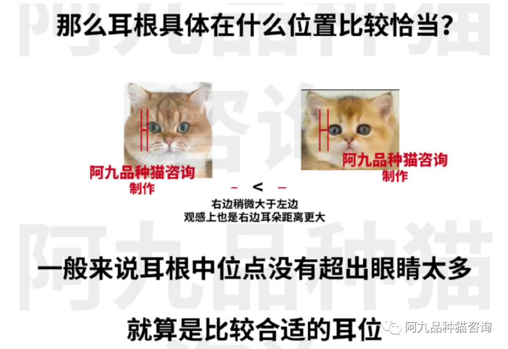 英短蓝白耳朵白好吗,蓝白英短小耳朵好还是大耳朵好