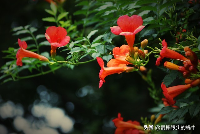 夏日里盛开的凌霄花,绚烂开放的凌霄花