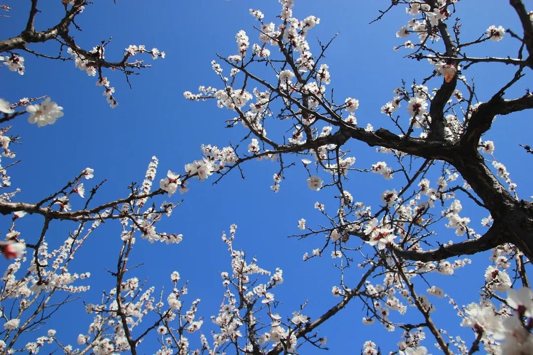 花字飞花令100句,春天的飞花令