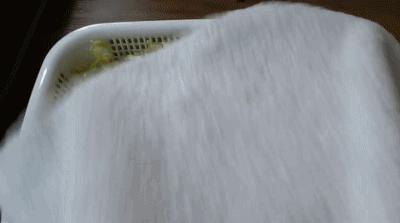 家庭阳台各种各样蔬菜种植视频,阳台种蔬菜需要加微生物有机肥吗