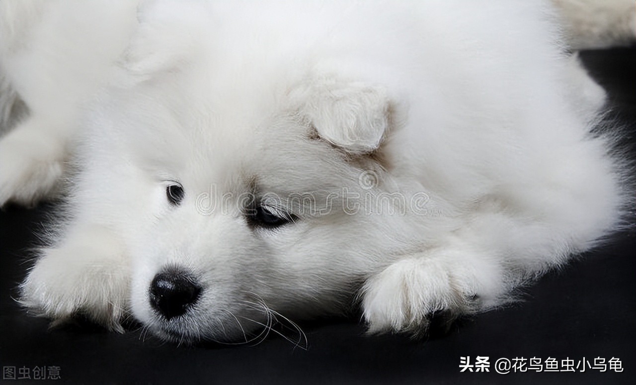 有着天使般面孔的萨摩耶，为什么养着养着就想放弃了