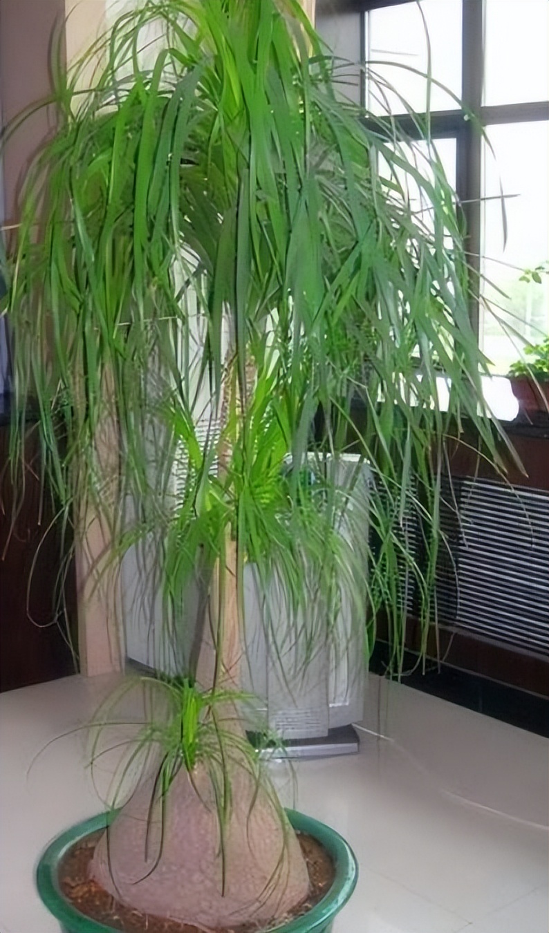 房子养什么绿植好,什么小绿植适合进新房养