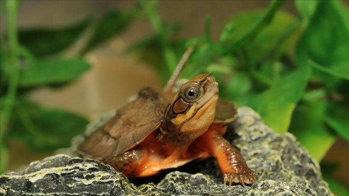 金钱龟的生物学特性及人工繁殖,野生金钱龟的生活习性