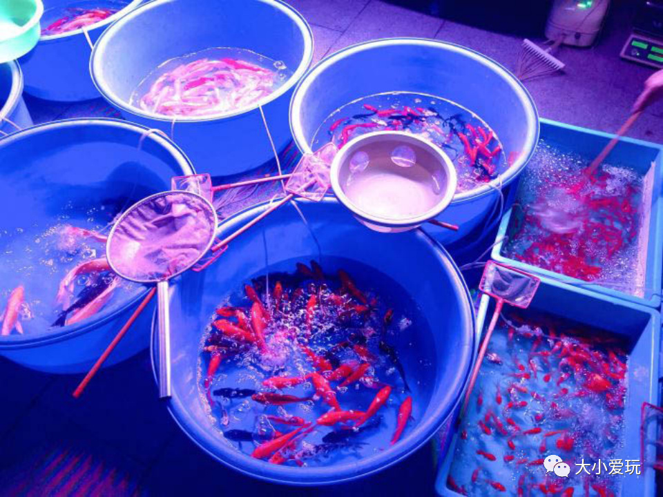 这些好吃好玩又好逛的宝藏市集回归啦！书市/鱼市/小吃夜市……