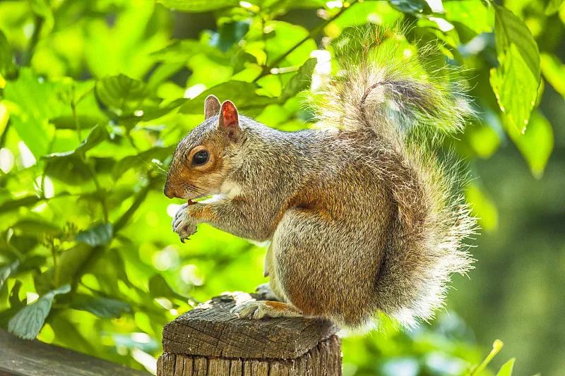 素食宠物食品,素食宠物零食有哪些品种