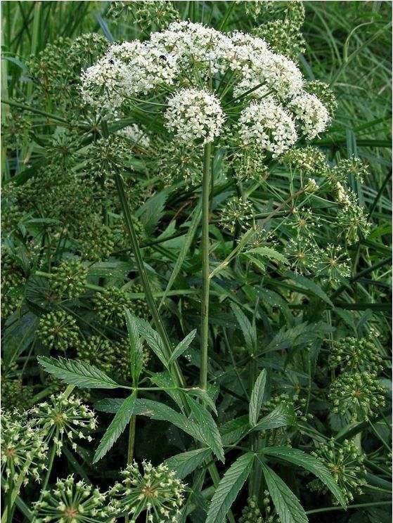 长白山的剧毒植物,长白山山里常见的有毒植物