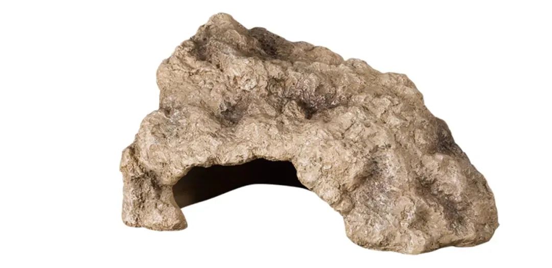 卡皮、隆背、疑似感冒...我的爬宠怎么了？