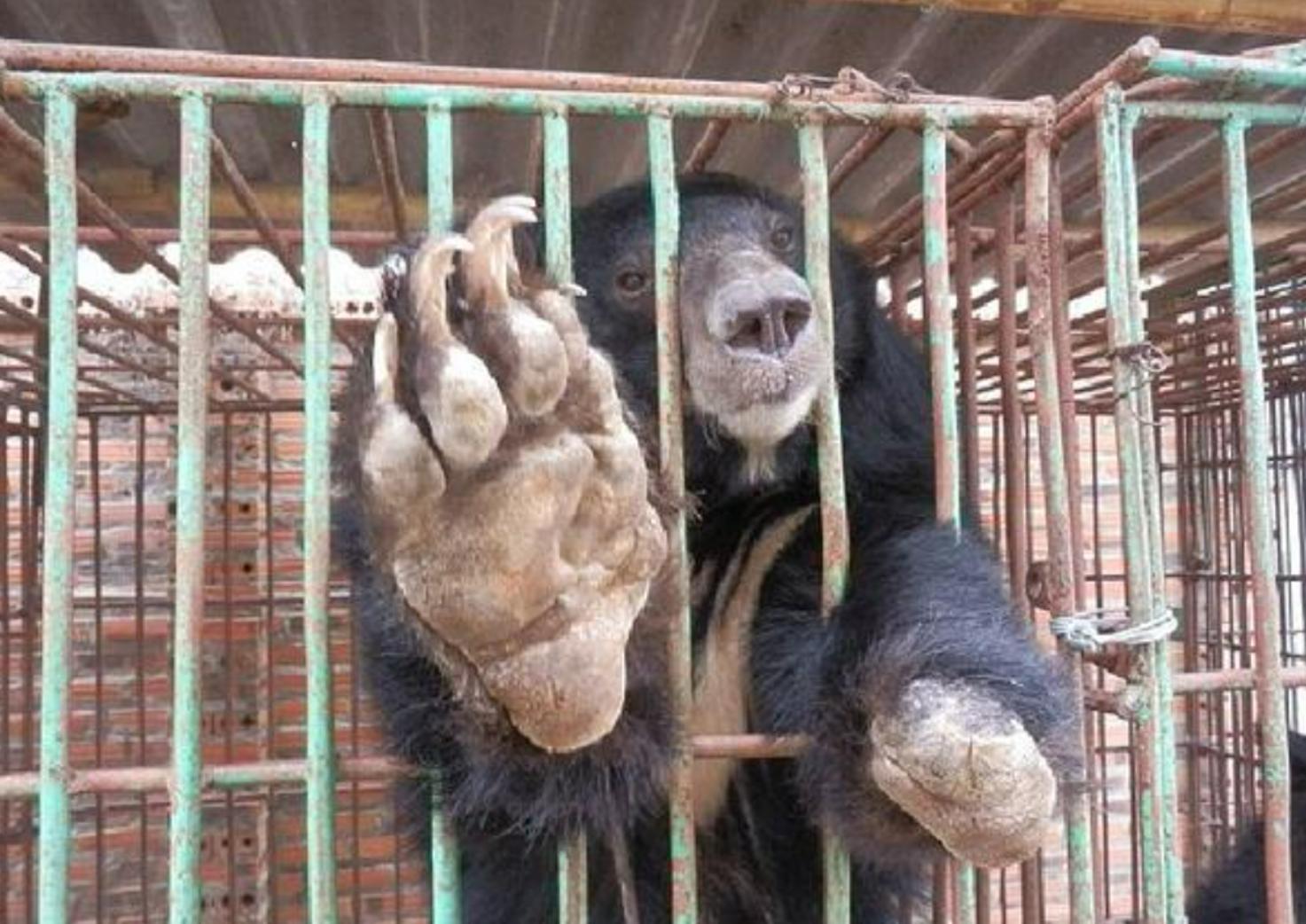 熊胆会对熊造成什么伤害,活熊取肝的危害