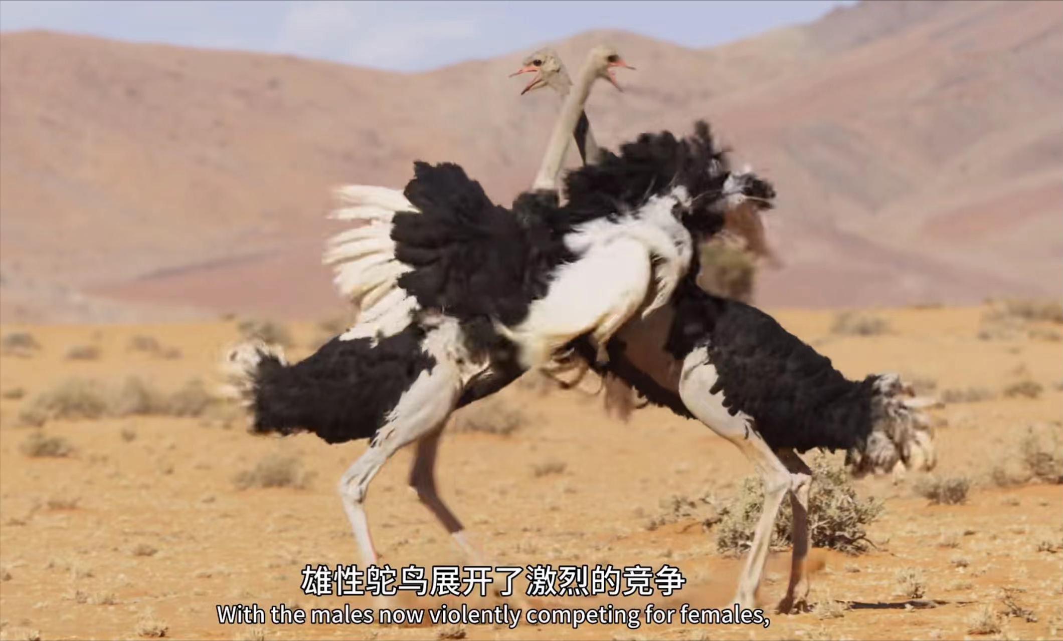 原来它们也有“性丑闻”,这片看完让我大开眼界