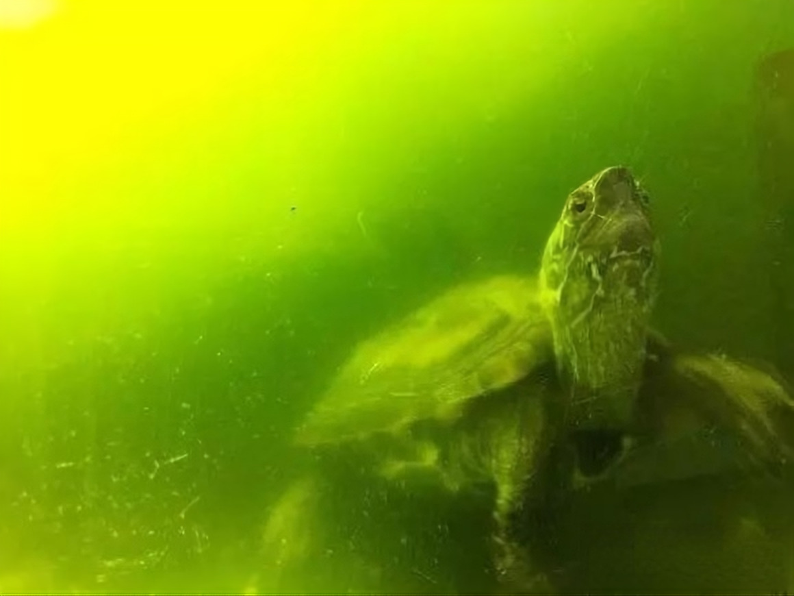 海南陈先生养龟情况,陈先生养猫