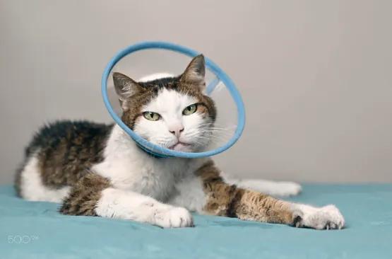 猫咪牙齿怎么护理,保护猫咪牙齿最好的办法