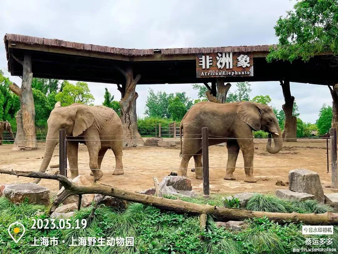 中国最大的野生动物园是哪个城市,中国最大野生动物园