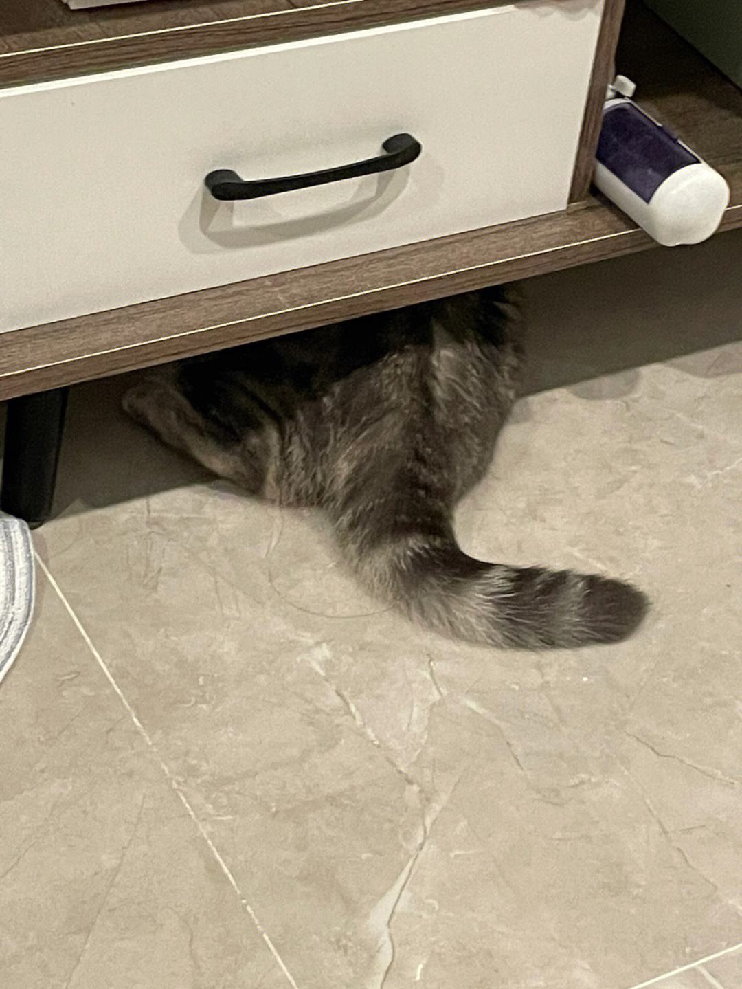 猫咪的克星是什么样子,猫咪最害怕的五件东西