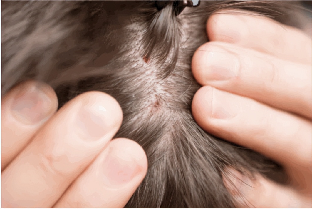 什么洗发水符合卫生标准,你的洗发水及格了吗