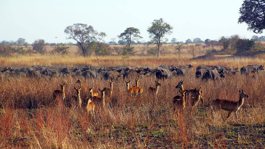 非洲哪几个国家“华人”最多？他们在那里做什么工作或者生意？