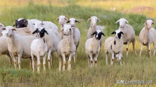 蒙古女儿出嫁陪嫁五十匹马,蒙古族陪嫁礼单