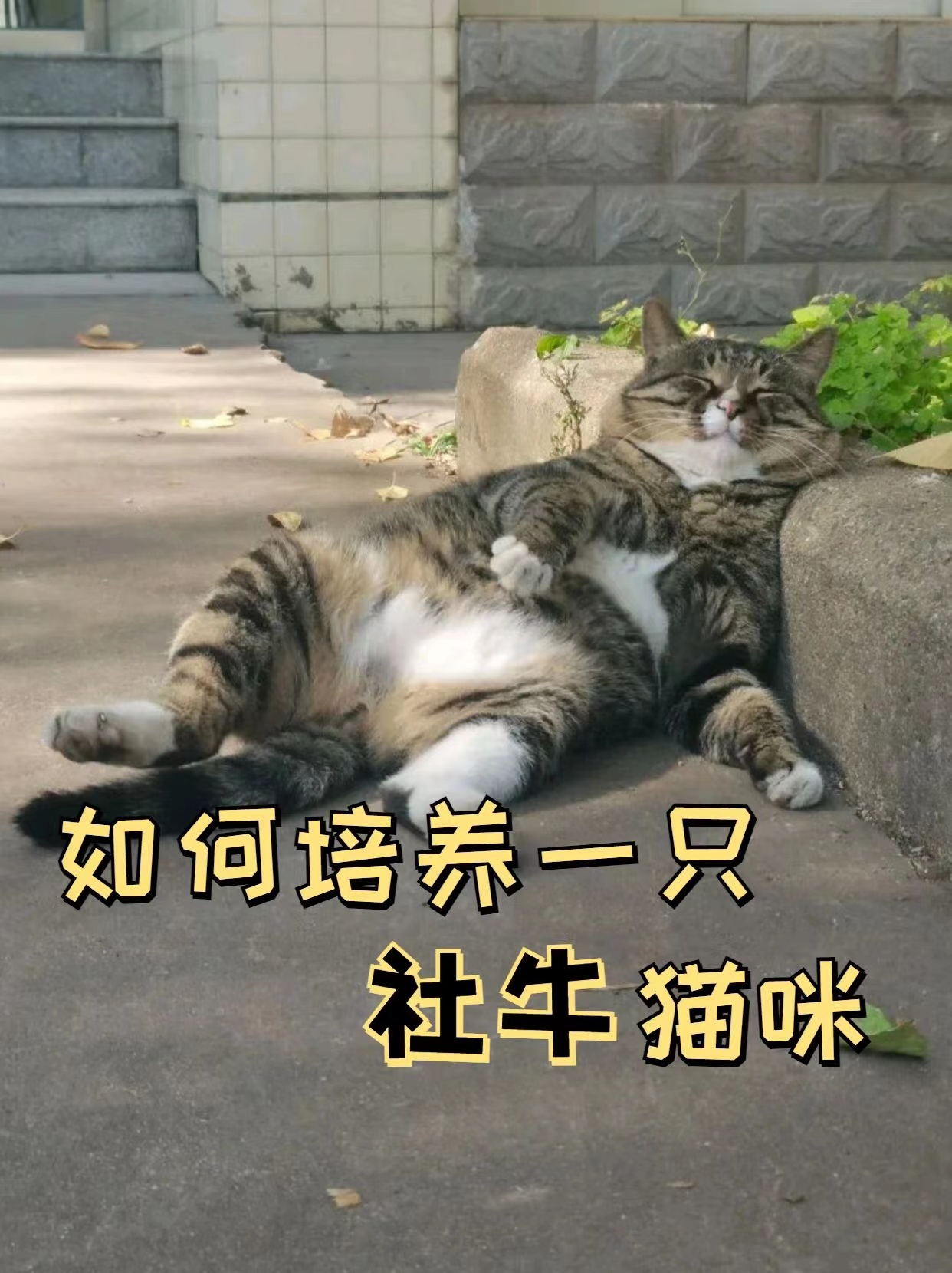 怎么培养一只野猫咪,如何养出社牛猫
