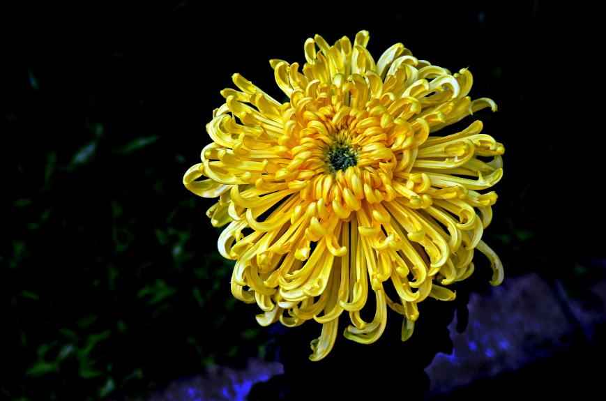 十首赏菊的诗词,赏黄花的诗句