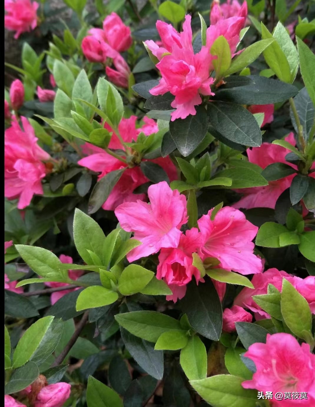 贵州省的省花叫什么名,贵州各个县的县花