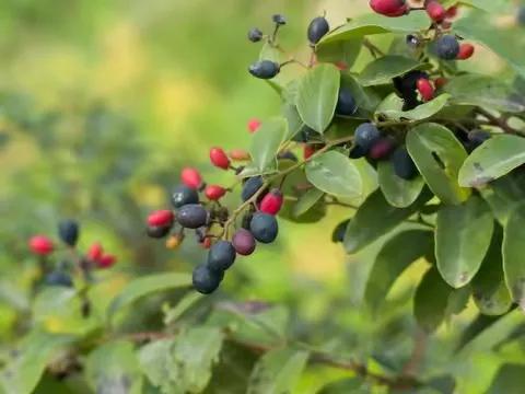 大山里的宝贝独一无二,大山里的宝贝野果
