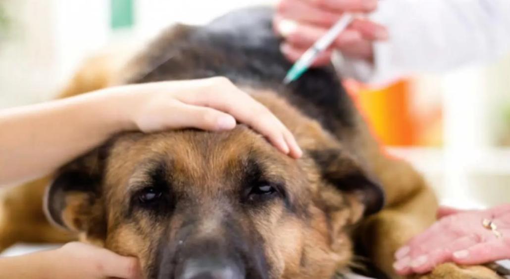台湾女孩简稚澄,台湾女子给狗狗安乐死