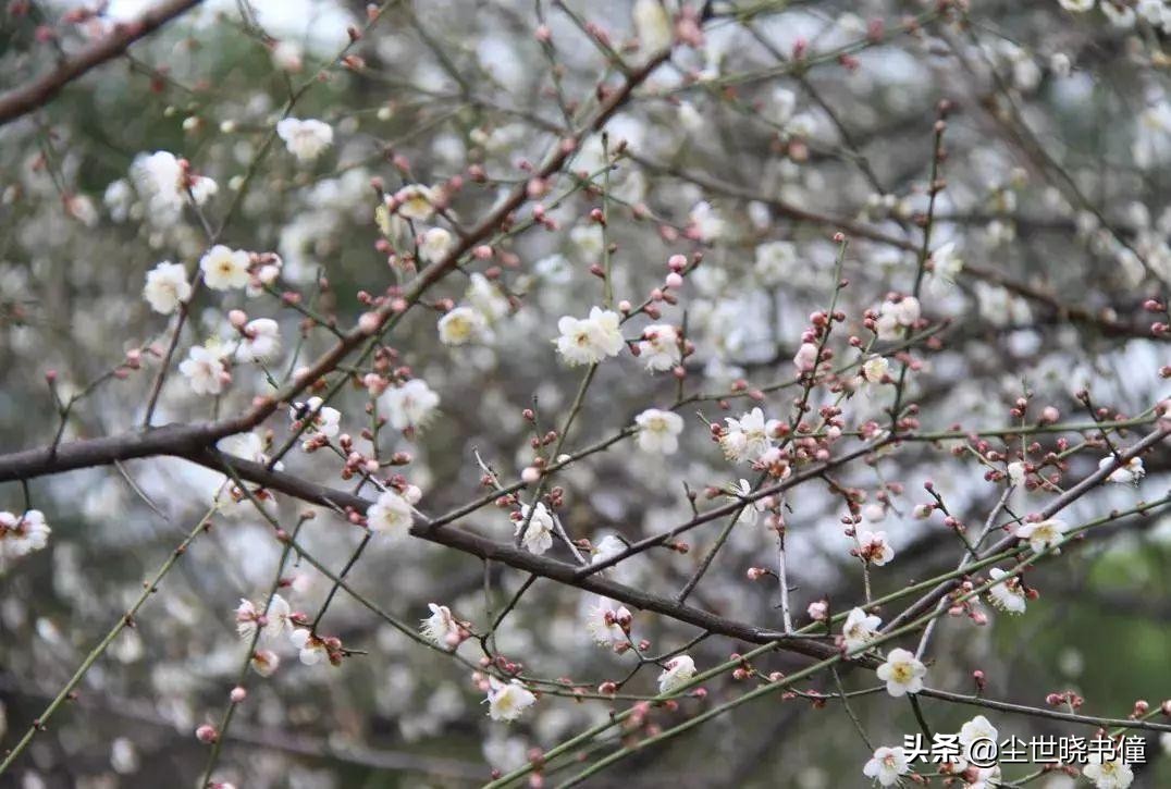 最经典十首梅花诗句唐代,高僧写梅花的诗