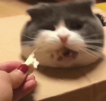 为什么弃养蓝猫的那么多,英短蓝猫频繁被弃养的原因