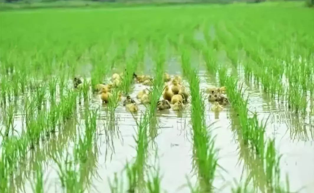 如何规划经营百亩农场才能更赚钱,共享农场模式1.9亩收入20万